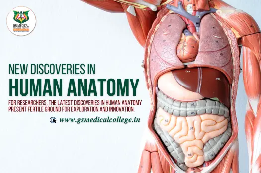 New Discoveries in Human Anatomy